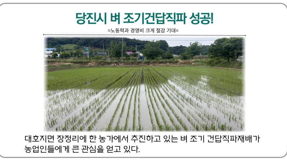 당진시 벼 조기건답직파 성공! 이미지