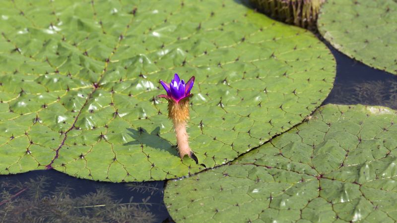 난지섬관광지에 서식중인 가시연꽃 이미지